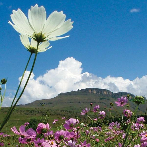 Florile de munte infrumuseteaza pielea, parul si unghiile