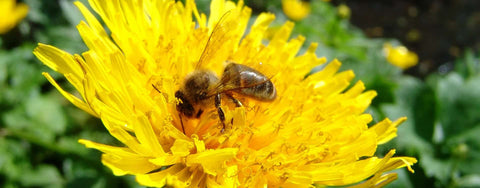 Beneficiile păsturii pentru ficat 🐝
