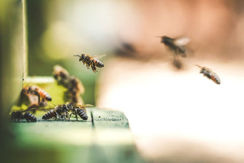 Produsele stupului, sursa naturală de energie