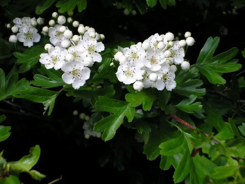 Păducelul ajută inima